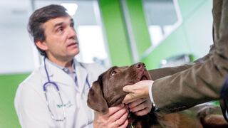Leptospirosis canina: Cómo solucionar esa enfermedad que afecta a los hijos de cuatro patas