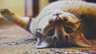 Día Internacional del Gato: Siete consejos para tener a tu mascota feliz