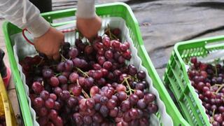 Perú inicia exportación de uva con destino a Argentina