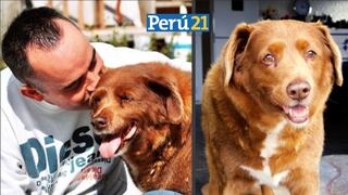 Bobi, el perro más longevo del mundo, muere en Portugal a los 31 años de edad