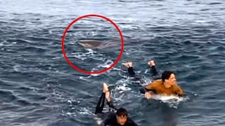 Australia: surfista sobrevive a puñetazos al ataque de un tiburón [VIDEO]