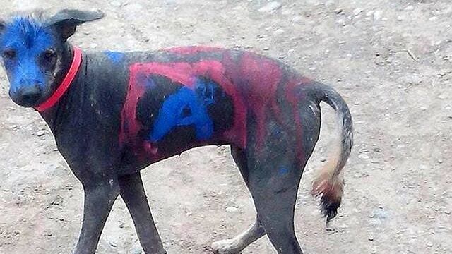 Elecciones 2014: Perro peruano fue pintado con logo de Alianza para el Progreso
