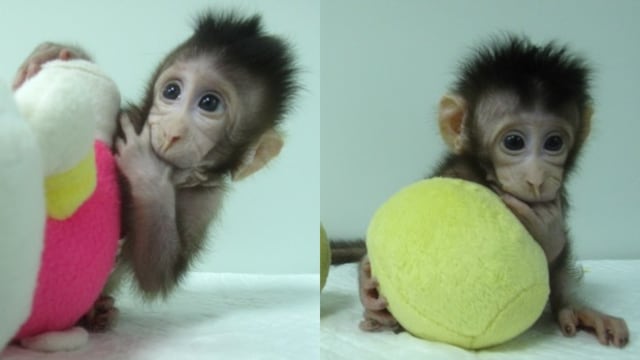 Primates clonados con método dela oveja Dolly: ¿Seguirán los seres humanos?