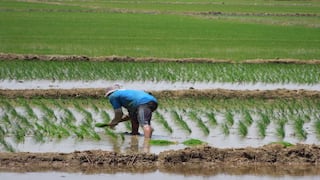 Se anuncia suspensión de sanciones contra Colombia por reingreso del arroz peruano a dicho mercado