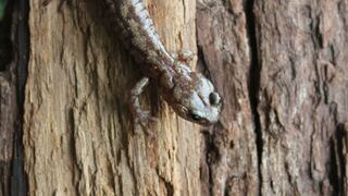 Naturaleza que sorprende: conoce a la salamandra paracaidista