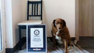Bobi: El perro más viejo del mundo tiene más de 30 años y ya consiguió el Récord Guinness