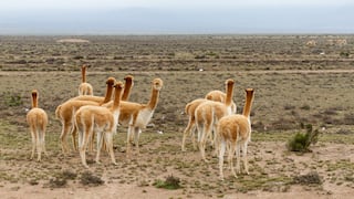 Perú tiene la mayor población mundial de vicuña
