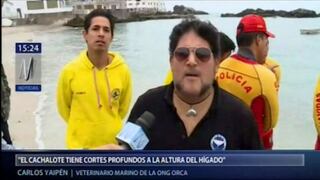 Cachalote varado en playa San Bartolo presenta graves heridas | VIDEO