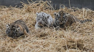 ¡Hermosas! Tres nuevas tigresas de bengala son la nuevas engreídas del Parque de las Leyendas | VIDEO