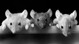 ¡Increíble! Científicos chinos producen crías de ratón con parejas del mismo sexo