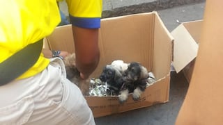Cercado de Lima: Continúa venta de mascotas en el jirón Ayacucho