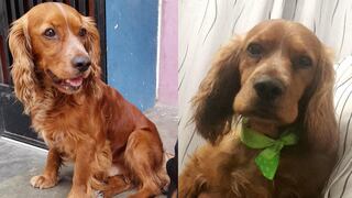 ¡Atención! Ayuda a encontrar al perrito ‘Doggy’ que se perdió en San Juan de Lurigancho [FOTOS]
