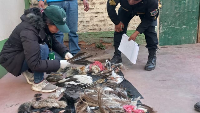 Puno: Decomisan más de 150 restos de animales silvestres muertos