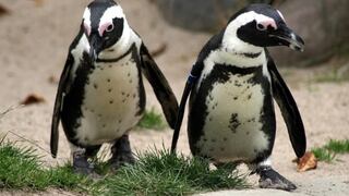 Pingüinos que perdieron a sus parejas protagonizan sin querer conmovedora escena