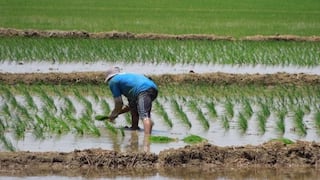 Piura sembrará 8,000 hectáreas menos de arroz por demora en compra de fertilizantes