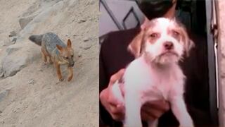 “Ahora sí es perrito”: Regalan mascota a familia que compró a Run Run [VIDEO]