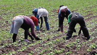 Midagri: proyecto de la segunda reforma agraria busca asegurar la alimentación con producción nacional