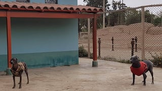 Día del Perro Peruano: Parque de las Leyendas celebrará fecha especial con las mascotas que alberga