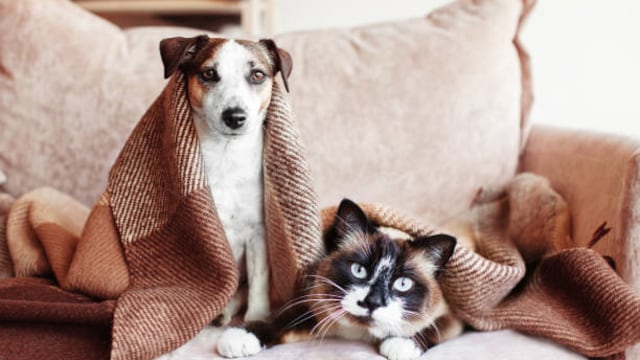 Mascotas21: ¿Qué cuidados debemos tener con nuestras mascotas en este invierno? [VIDEO]
