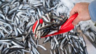 Empieza la segunda temporada de pesca de anchoveta en la zona sur