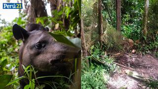 ‘Chibolo’, el tapir amazónico que fue secuestrado del centro de rescate Pilpintuwasi