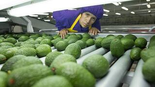 Chile abre mercado a pequeños productores de Palta Hass de la sierra central