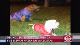 Delincuentes robaron casa y se llevaron hasta las mascotas en Villa María del Triunfo
