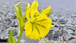 La hoja de ruta de Unacem: Desde conservar una flor en estado vulnerable hasta transformar la industria del cemento