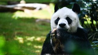 Fallece An An, el panda más anciano del mundo en cautiverio