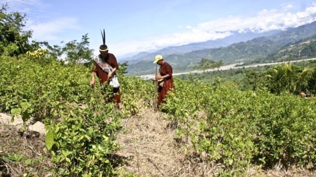Devida ingresará al VRAEM por ser la zona con más cultivos de coca