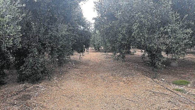 La dramática realidad del olivo