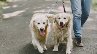 Mes de la mascota: Participa de la caminata petfriendly “Los Animales Me Importan”