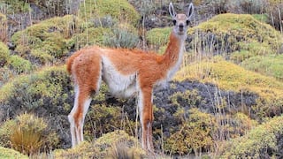 Minagri: En Perú hay 64 especies en peligro de extinción