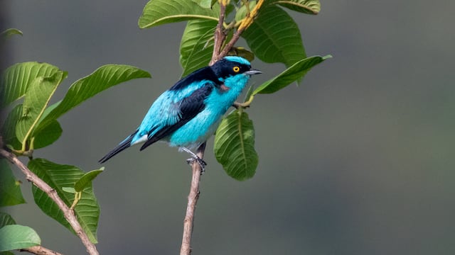 Oxapampa se convierte en la capital peruana de la observación de aves