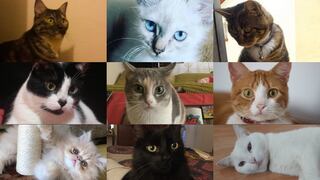 ¡Feliz Día del Gato! Conoce a los engreídos de la redacción de Perú21 [FOTOS y VIDEO]