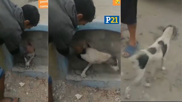 Chiclayo: Rescatan a perro que fue encerrado en una tumba de un cementerio | VIDEO 