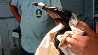 Derrame de petróleo: Sernanp registró 344 aves muertas y el rescate de 77 en áreas protegidas de Ancón