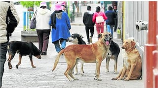 Arequipa registra cerca de 5 mil casos de mordeduras de perros en lo que va del año
