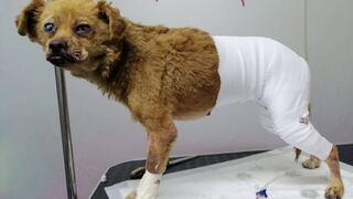 Tragedia en Villa El Salvador: Veterinarios voluntarios piden ayuda para salvar la vida de perros rescatados