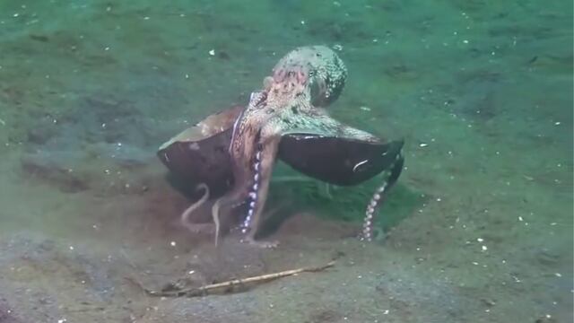 Pulpo carga un coco mientras “camina” sobre dos de sus tentáculos