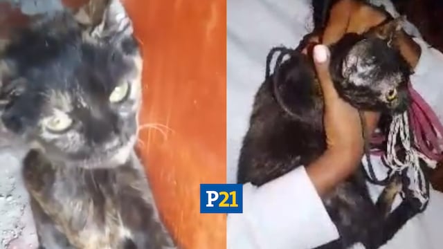 Maltrato animal en Ventanilla: Hombre golpea y ahorca a un pequeño gato [VIDEO]