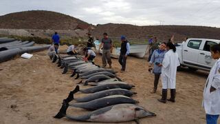 Al menos 21 delfines murieron tras varar en una playa mexicana [FOTO]