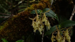 Hallan nuevas especies de orquídeas en el Bosque de Protección Alto Mayo