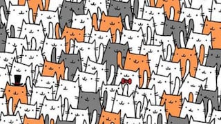 Acertijo Visual: Encuentra al conejo escondido entre los gatos ¡tienes 15 segundos!