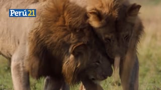 A lo Mufasa con Simba: León salva a su amigo de ser asesinado por hienas [VIDEO]