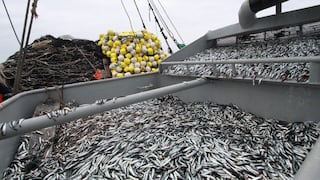 Produce publicaría en dos semanas nueva tasa de derechos de pesca de anchoveta