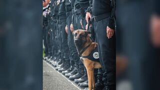 Diesel, la perra policía que murió tras atentados de París, recibirá medalla póstuma