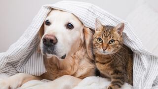 [Opinión] SOAT Mascotas: ¿Por qué es un riesgo para los animales?