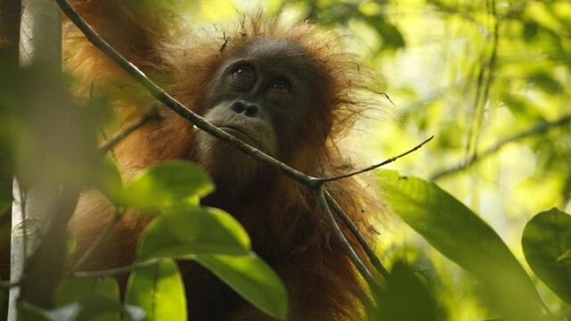 Conoce a los 'Tapanuli', la nueva especie de orangutanes [FOTOS]