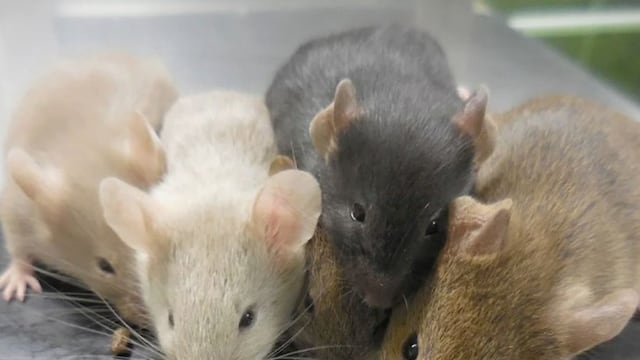 Histórico: Científicos crean ratones a partir de padres del mismo sexo